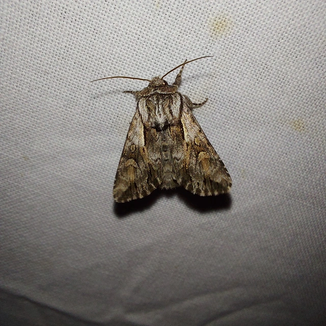 Chloantha hyperici - orbáncfű-sugarasbagoly