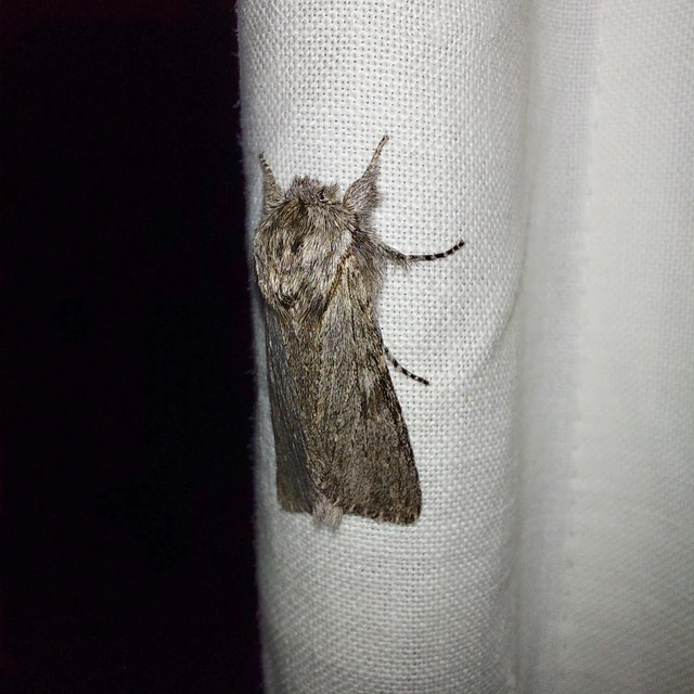 Dicranura ulmi - szilfa-púposszövő