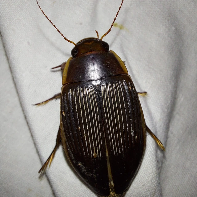 Dytiscus dimidiatus - tompacsípős csíkbogár