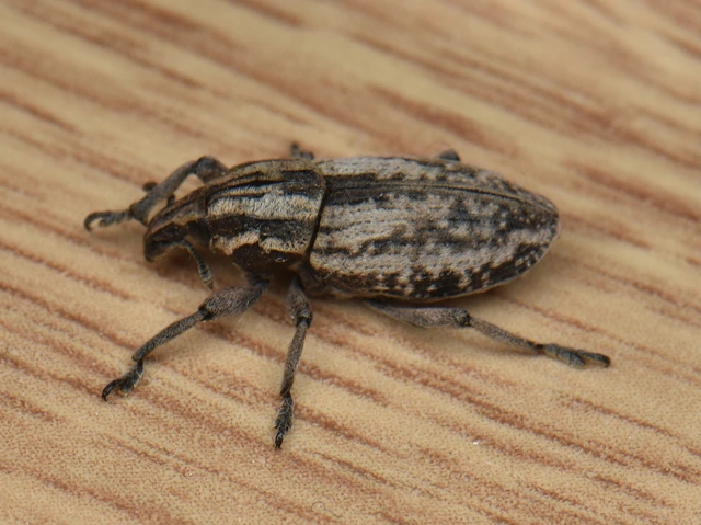 Pseudocleonus cinereus - hamvas barkó