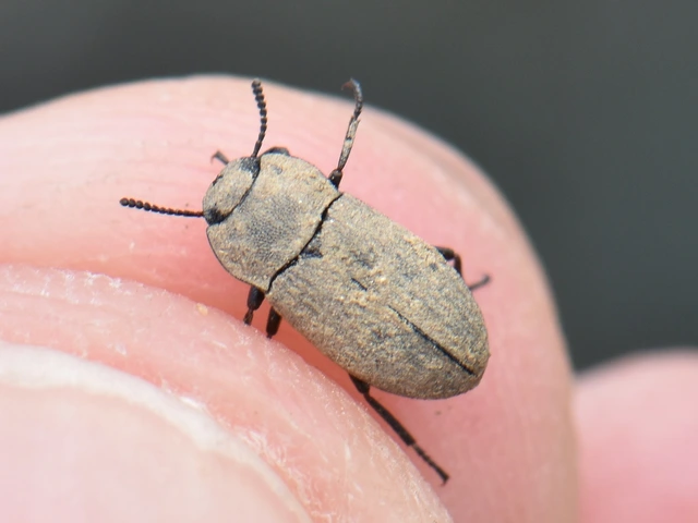Gonocephalum Gonocephalum