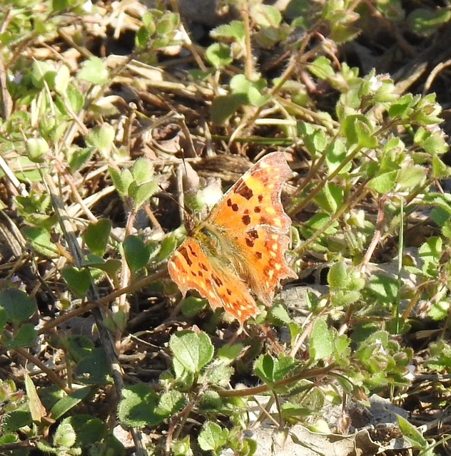 Nymphalis c-album - C-betűs lepke