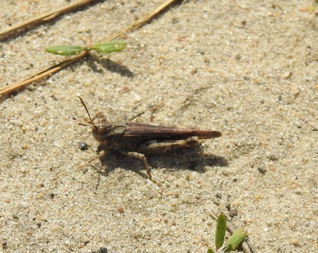 Acrotylus insubricus - önbeásósáska