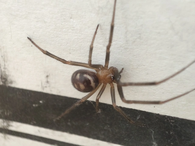 Steatoda grossa - nagy faggyúpók