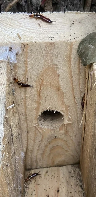 Forficula smyrnensis - szmirnai fülbemászó