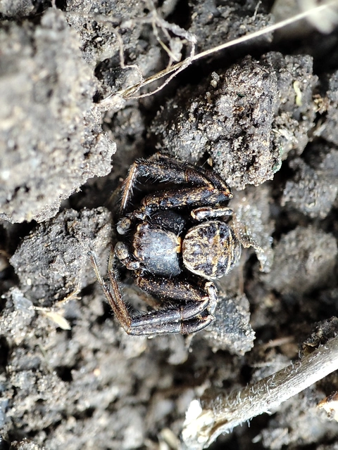 Xysticus