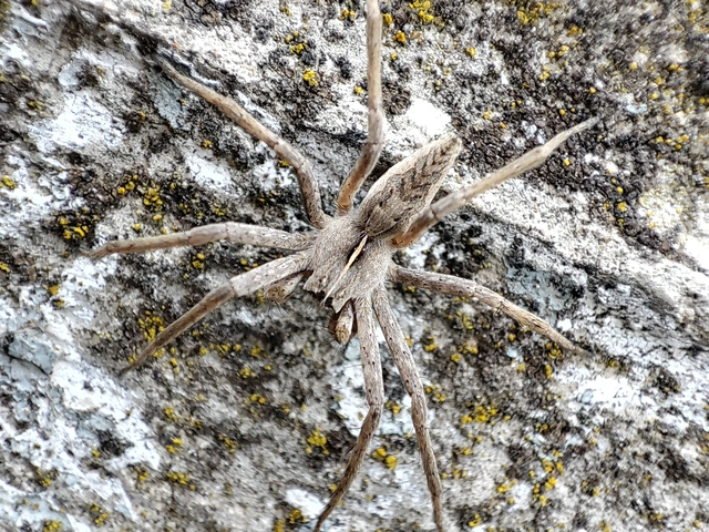 Pisauridae - csodáspókok