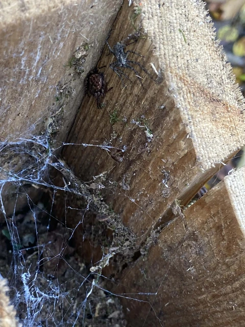 Nuctenea umbratica - közönséges rés-keresztespók
