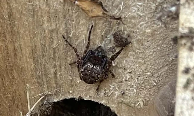 Nuctenea umbratica - közönséges rés-keresztespók