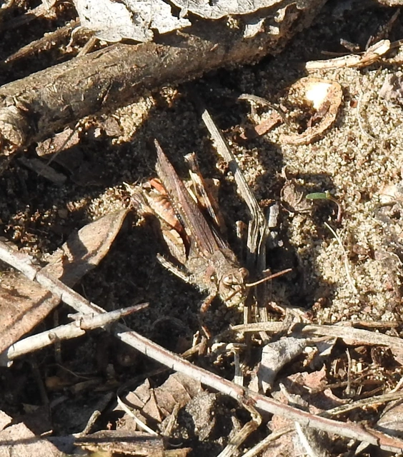 Acrotylus insubricus - önbeásósáska