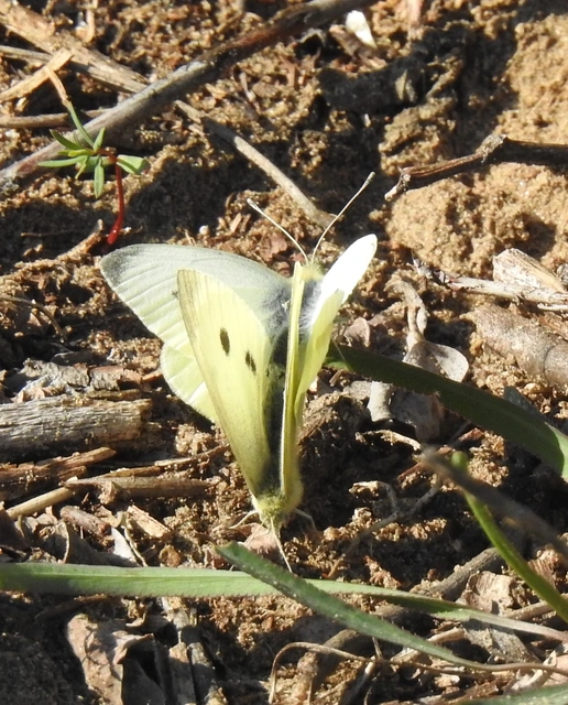 Pieris rapae - répalepke