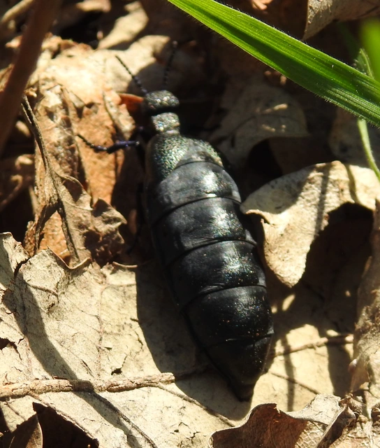 Meloe cicatricosus - óriásnünüke