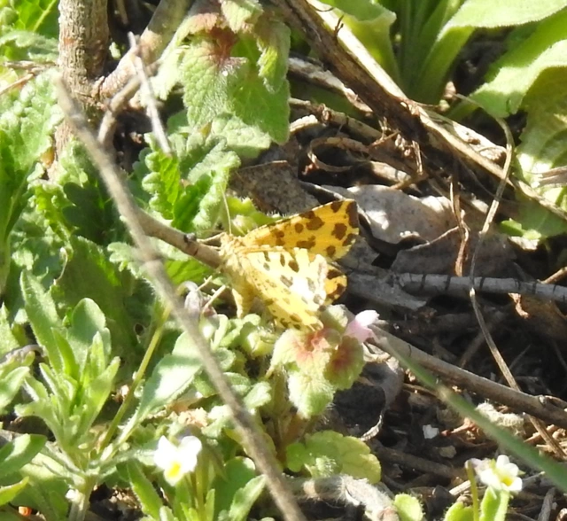 Pseudopanthera macularia - párducfoltos araszoló