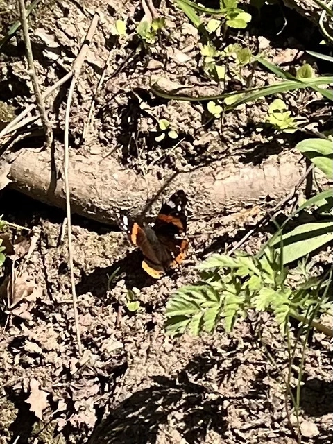Vanessa atalanta - atalantalepke