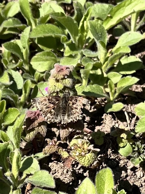 Carcharodus alceae - mályva-busalepke