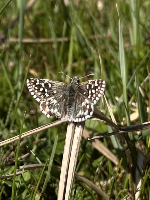 Pyrgus malvae - kis busalepke