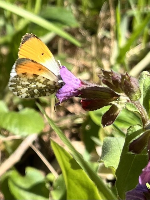 Anthocharis cardamines - hajnalpírlepke
