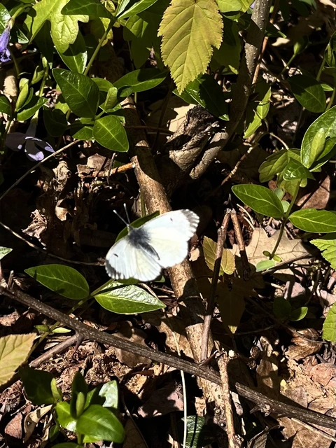 Anthocharis cardamines - hajnalpírlepke