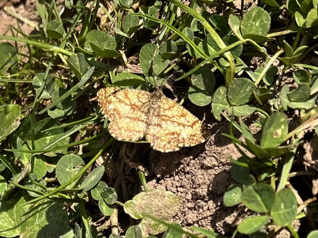 Ematurga atomaria - barna rétiaraszoló
