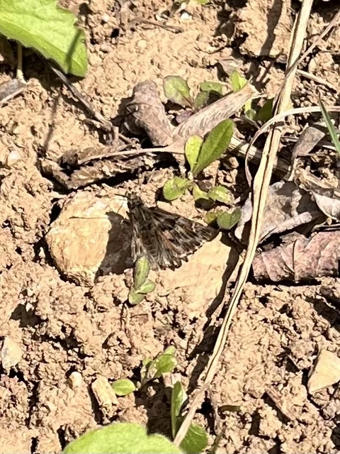 Carcharodus alceae - mályva-busalepke