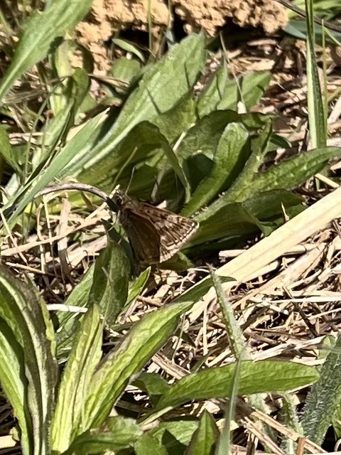 Erynnis tages - cigánylepke