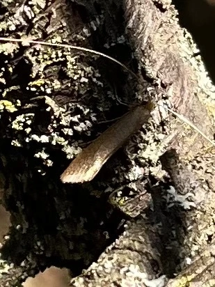 Nematopogon