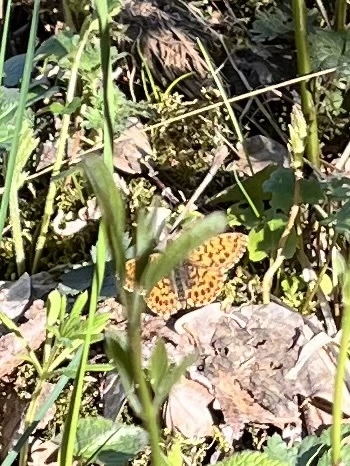 Boloria dia - kis gyöngyházlepke