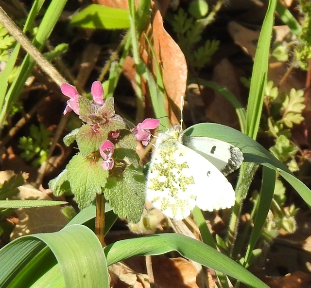 Anthocharis cardamines - hajnalpírlepke