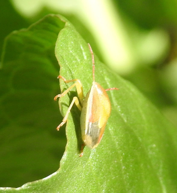 Piezodorus lituratus - bíboros címerespoloska Piezodorus lituratus - bíboros címerespoloska