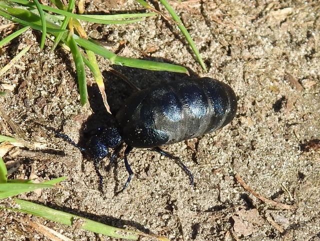 Meloe proscarabaeus - közönséges nünüke