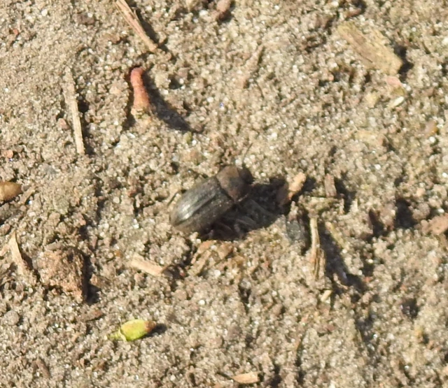 Gonocephalum granulatum pusillum Gonocephalum granulatum pusillum
