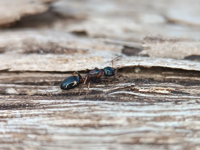 Dolichoderus quadripunctatus - négypettyes erdeihangya