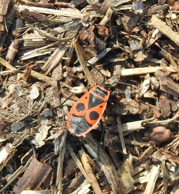 Pyrrhocoris apterus - verőköltő poloska