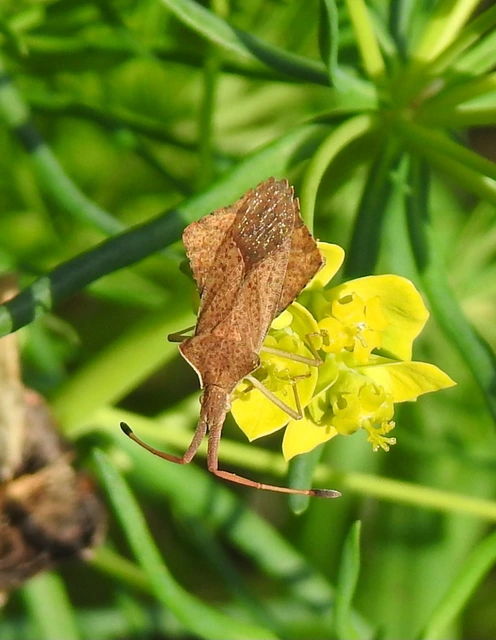 Syromastus rhombeus - vitorlás karimáspoloska