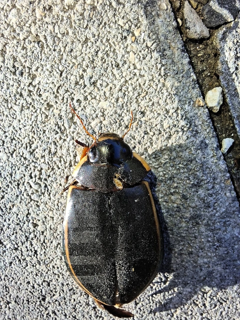 Cybister lateralimarginalis - nagy búvárbogár