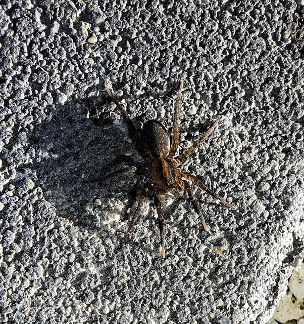 Trochosa terricola - földi farkaspók