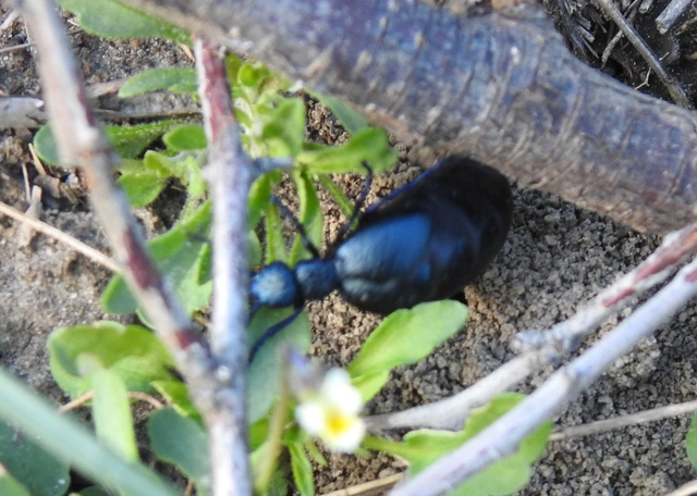 Meloe proscarabaeus - közönséges nünüke