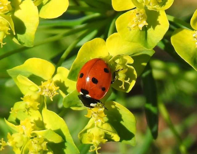 Coccinella septempunctata - hétpettyes katica