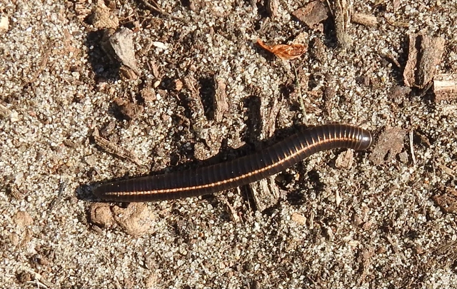 Diplopoda - Ikerszelvényesek