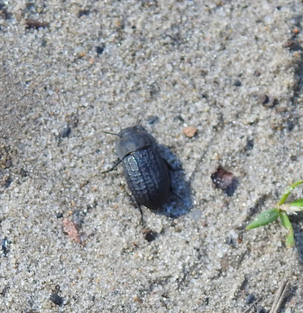 Opatrum sabulosum - sároshátú gyászbogár