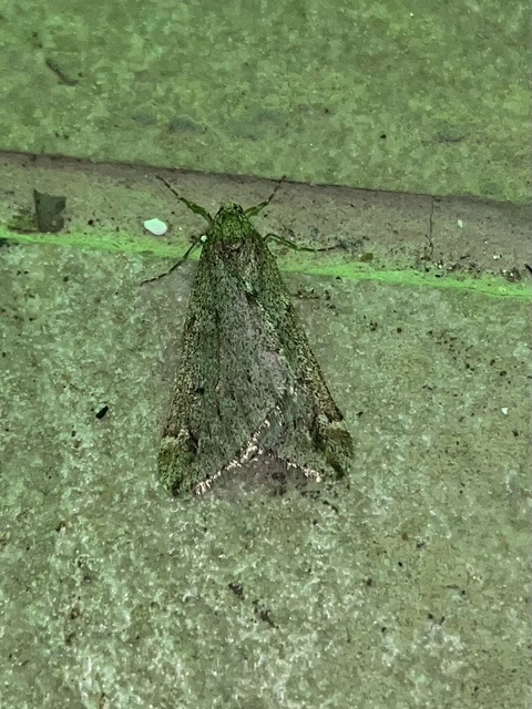 Alsophila aescularia - vadgesztenye-araszoló
