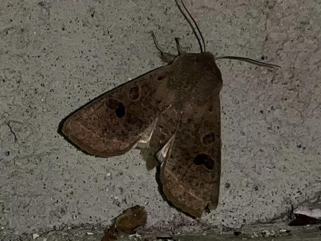 Orthosia gracilis - karcsú barkabagoly