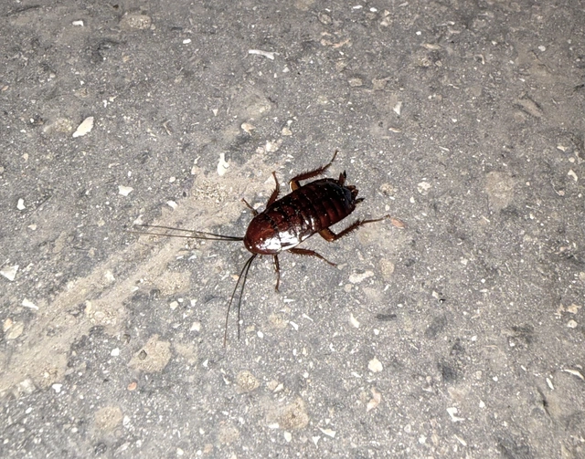 Blatta orientalis - konyhai csótány Blatta orientalis - konyhai csótány