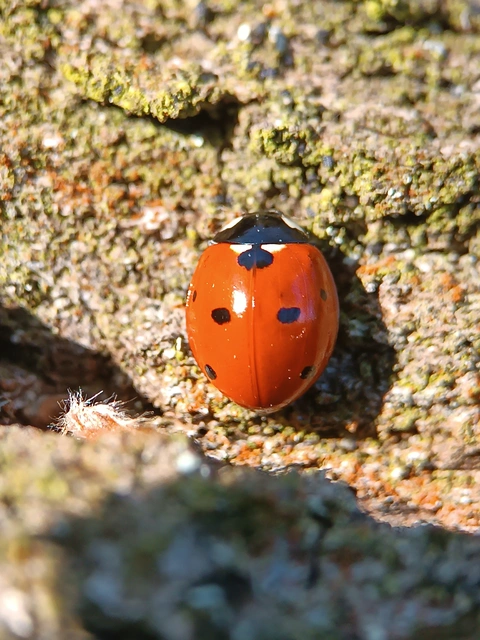 Coccinella septempunctata - hétpettyes katica