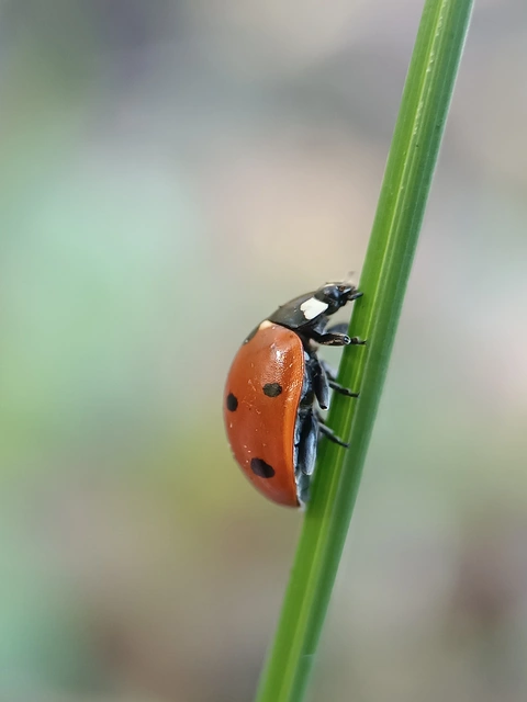 Coccinella septempunctata - hétpettyes katica