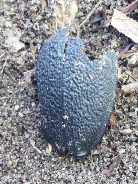 Carabus coriaceus - bőrfutrinka