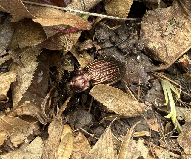 Carabus ulrichii - rezes futrinka Carabus ulrichii - rezes futrinka