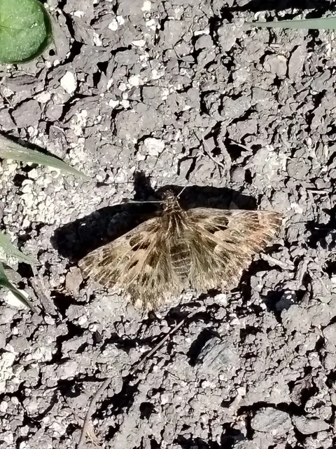 Carcharodus alceae - mályva-busalepke