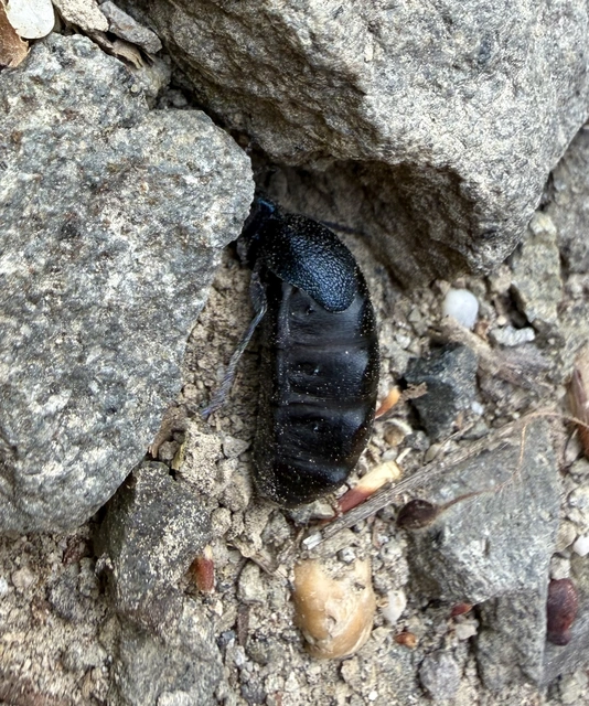 Meloe proscarabaeus - közönséges nünüke