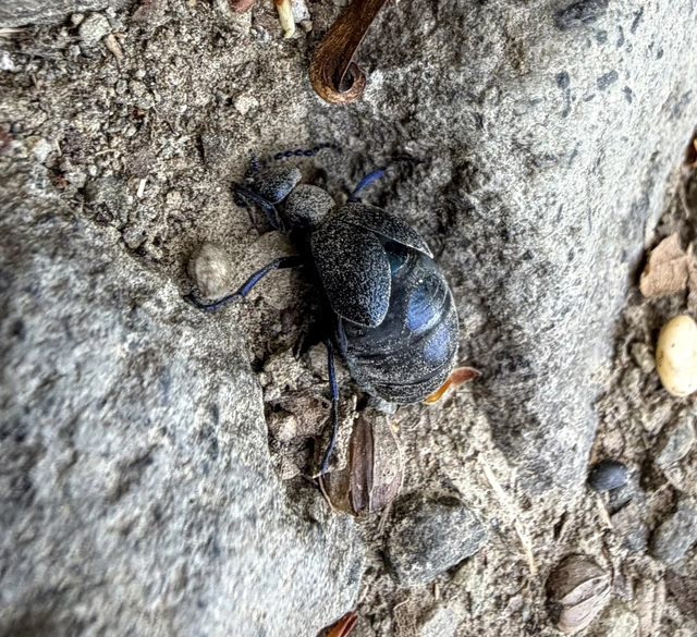 Meloe proscarabaeus - közönséges nünüke